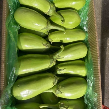 湖北新苗随州青茄