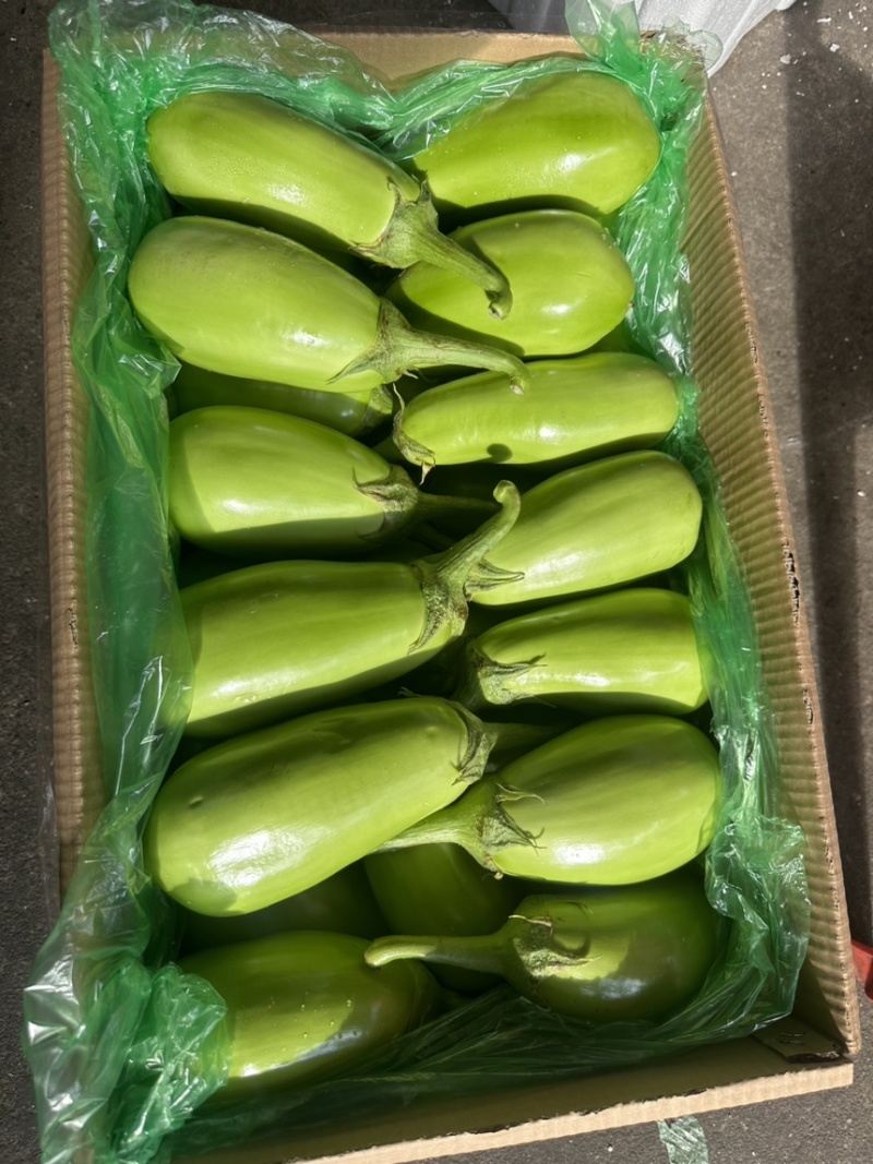 湖北新苗随州青茄