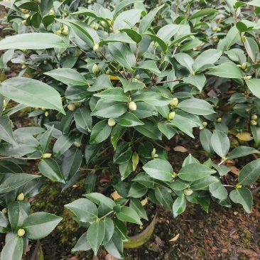 茶花