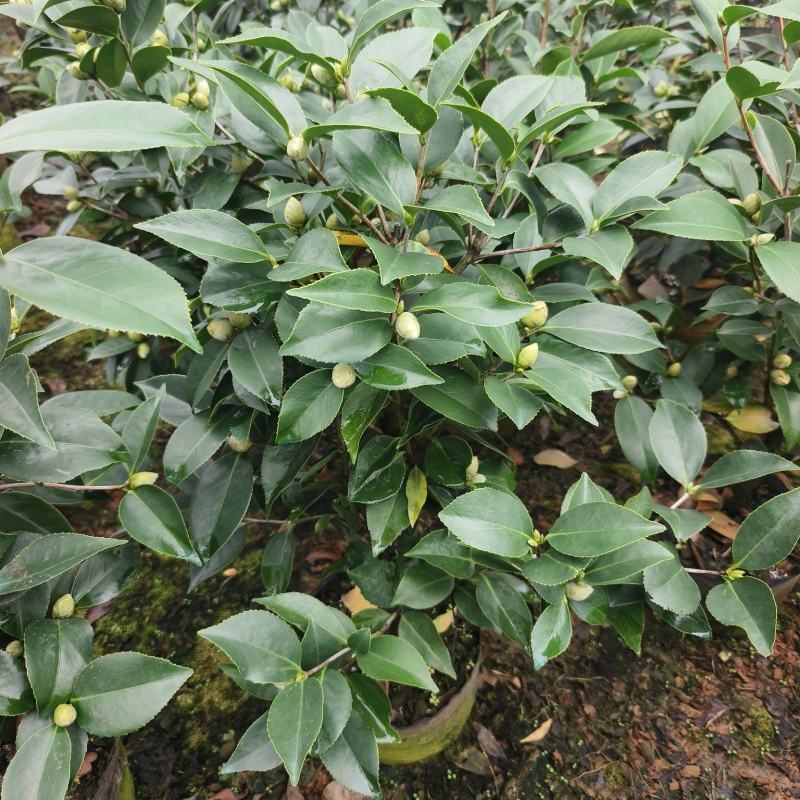 茶花
