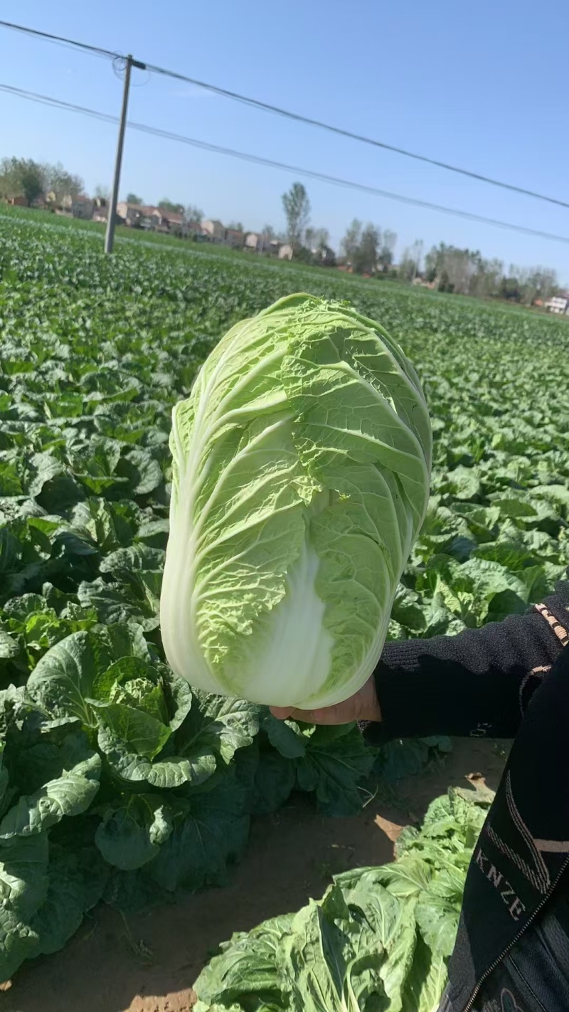 优质山东泰安大白菜一手货源