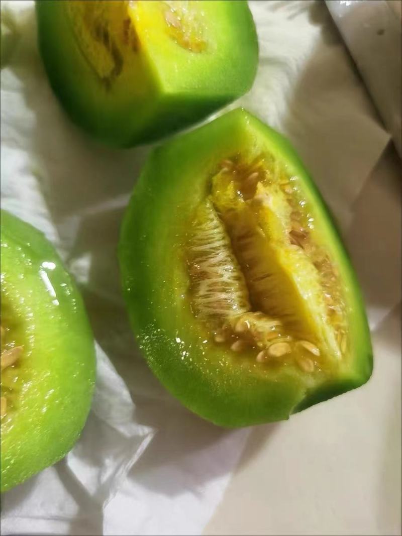 嫁接绿宝甜瓜苗，绿宝石甜瓜苗，自根绿宝甜瓜苗