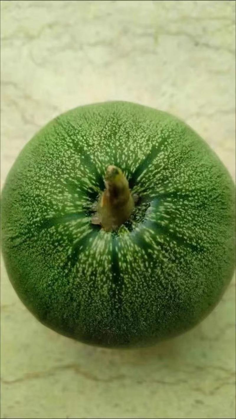 嫁接绿宝甜瓜苗，绿宝石甜瓜苗，自根绿宝甜瓜苗