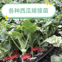 美都西瓜嫁接苗甜王8424金城5号龙卷风西瓜嫁接苗