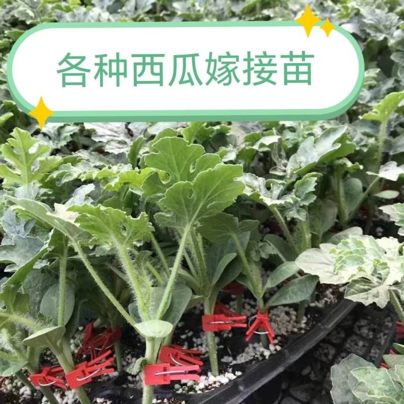 美都西瓜嫁接苗甜王8424金城5号龙卷风西瓜嫁接苗