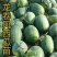 美都西瓜嫁接苗甜王8424金城5号龙卷风西瓜嫁接苗