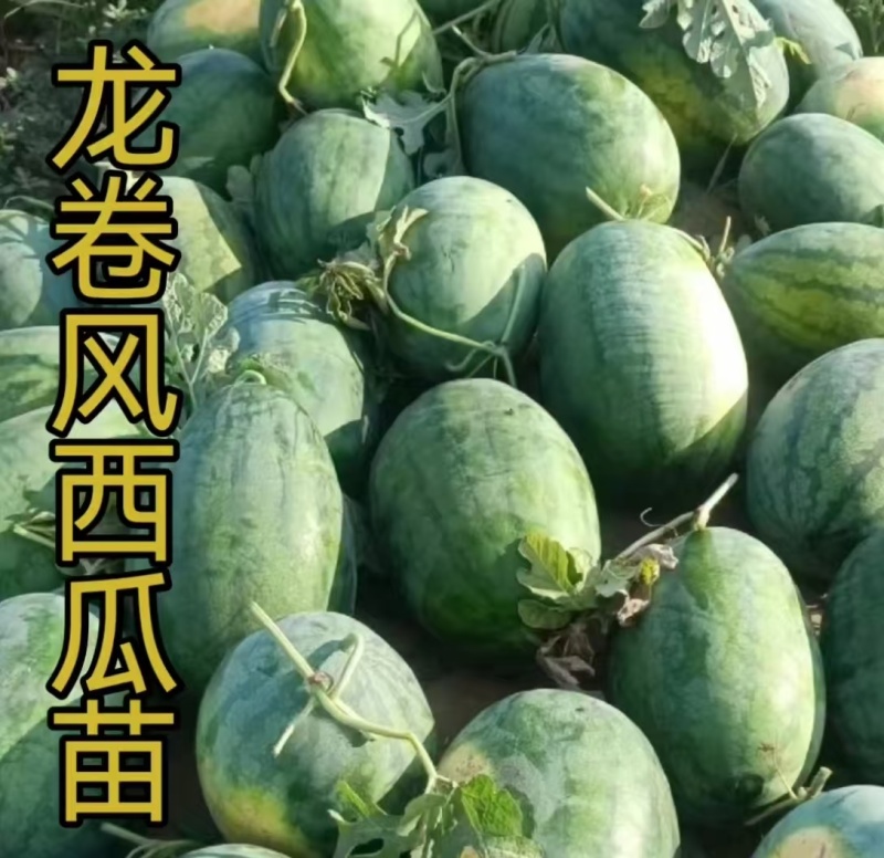 美都西瓜嫁接苗甜王8424金城5号龙卷风西瓜嫁接苗
