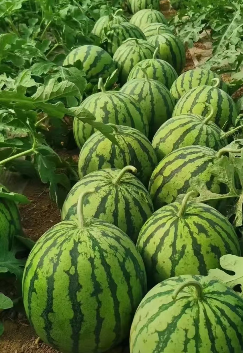 美都西瓜嫁接苗甜王8424金城5号龙卷风西瓜嫁接苗