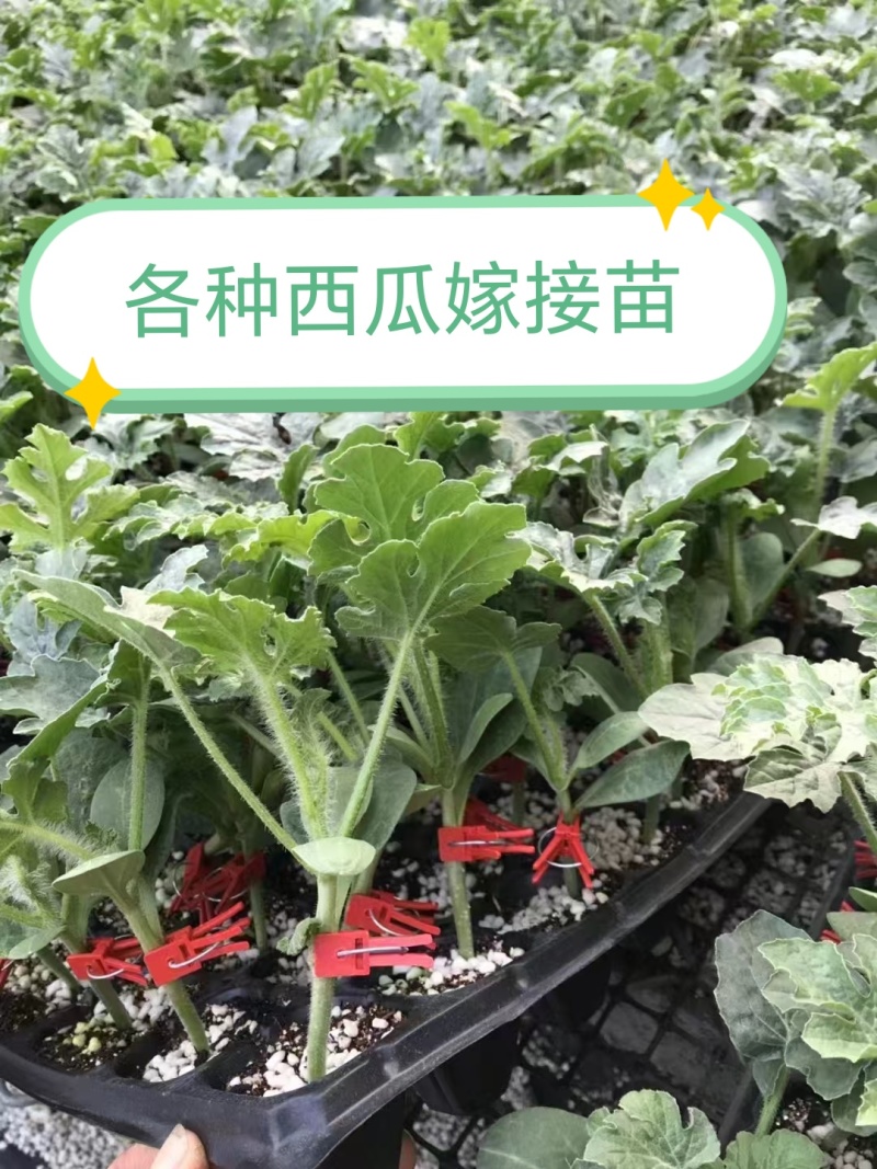 美都西瓜嫁接苗甜王8424金城5号龙卷风西瓜嫁接苗