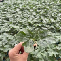美都西瓜苗，嫁接美都西瓜苗，微萌美都西瓜苗，自根西瓜苗