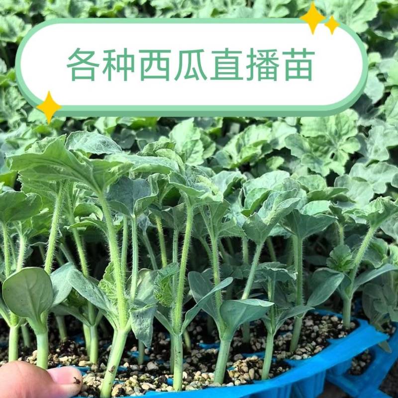 美都西瓜直播苗甜王8424龙卷风金城5号基地直发