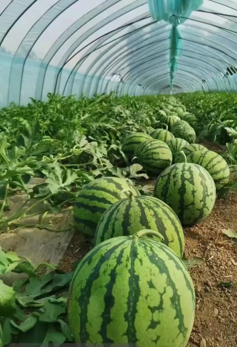 美都西瓜直播苗甜王8424龙卷风金城5号基地直发