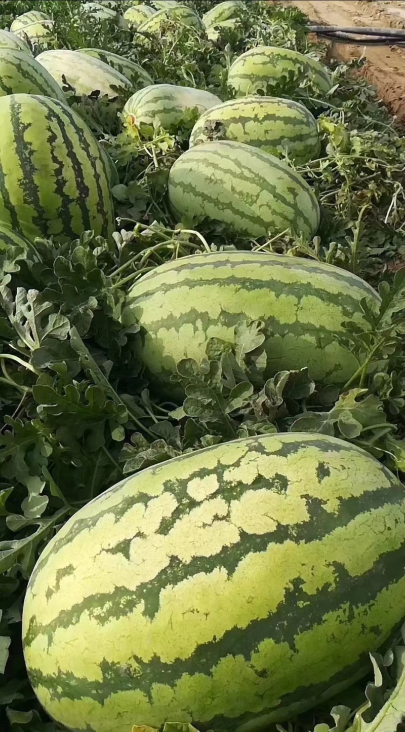美都西瓜直播苗甜王8424龙卷风金城5号基地直发