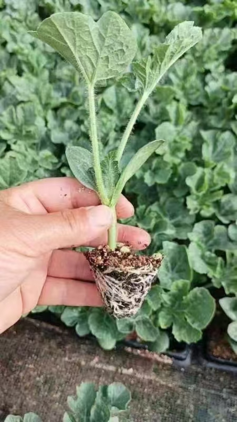 美都西瓜直播苗甜王8424龙卷风金城5号基地直发
