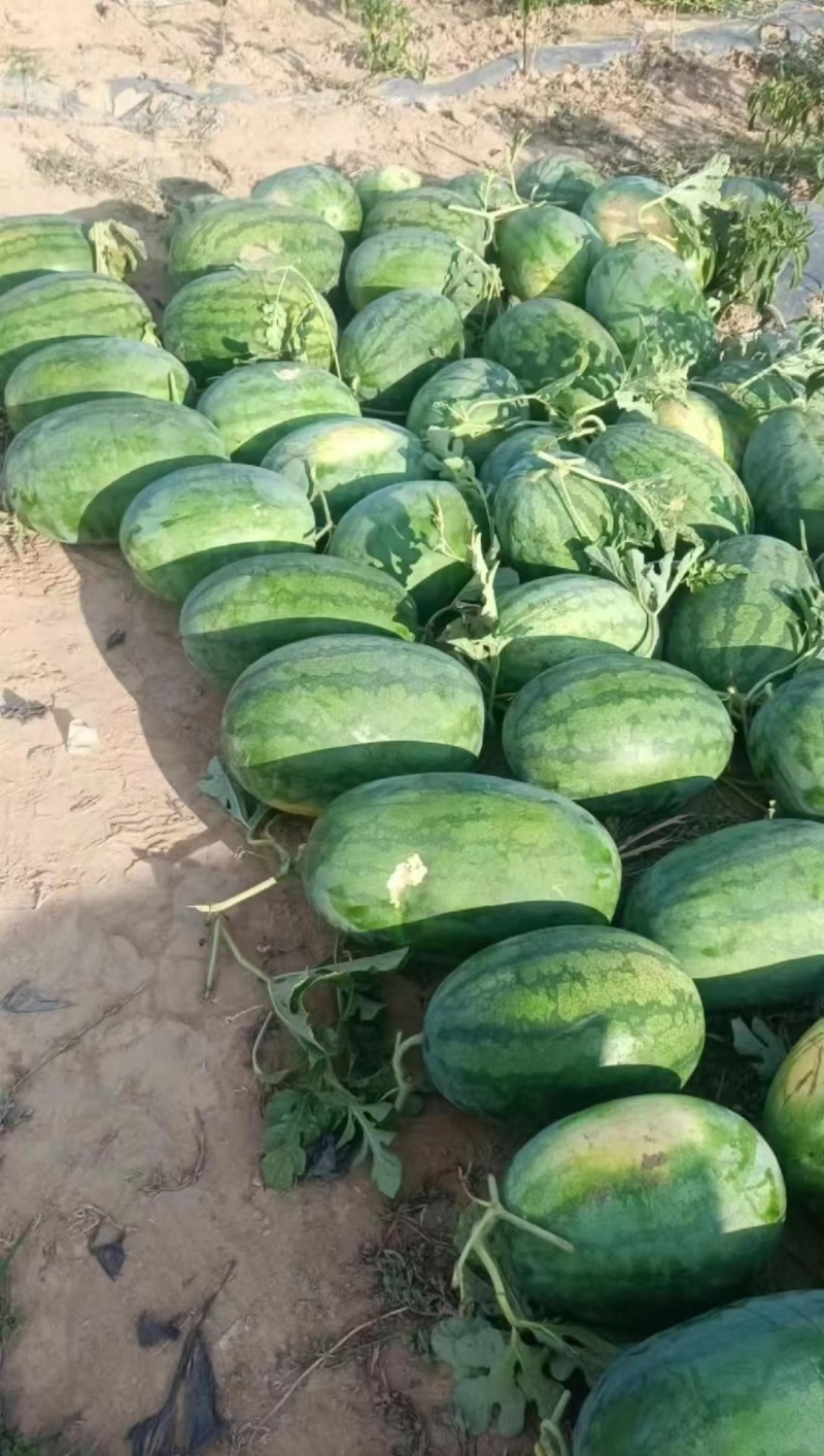 美都西瓜直播苗甜王8424龙卷风金城5号基地直发