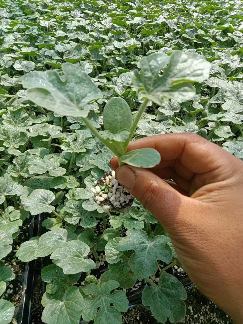 美都西瓜直播苗甜王8424龙卷风金城5号基地直发