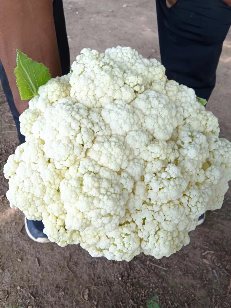 河北散花大量上市，产地直发，一手货源，品质保证
