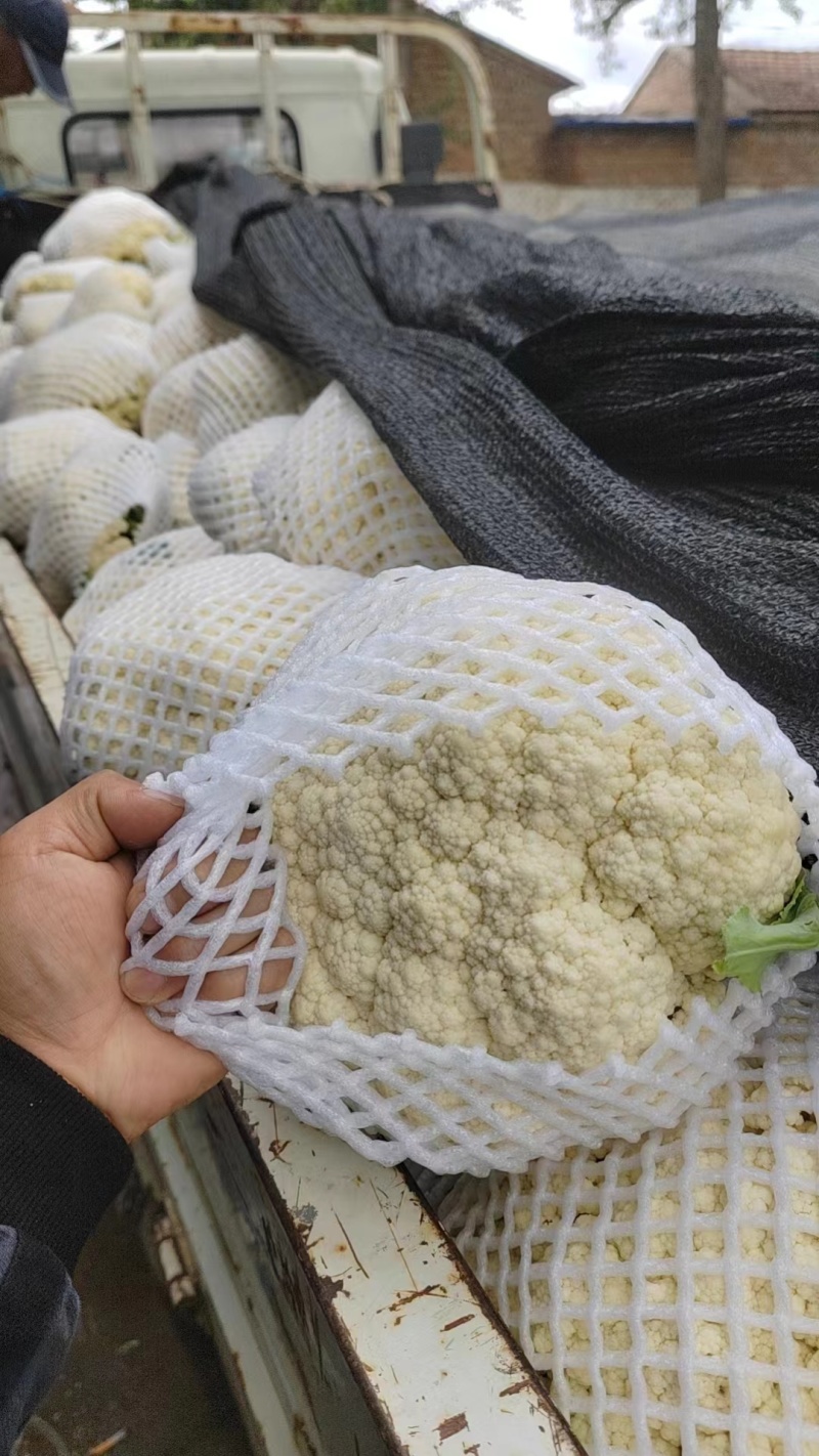 河北散花大量上市，产地直发，一手货源，品质保证