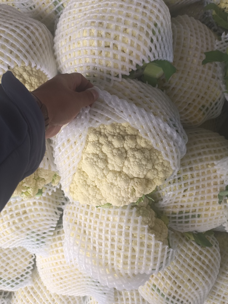 河北散花大量上市，产地直发，一手货源，品质保证