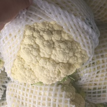 河北散花大量上市，产地直发，一手货源，品质保证