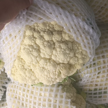 河北散花大量上市，产地直发，一手货源，品质保证