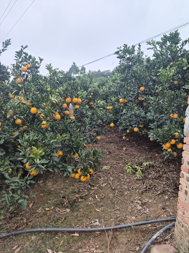 产地四川成都金堂。