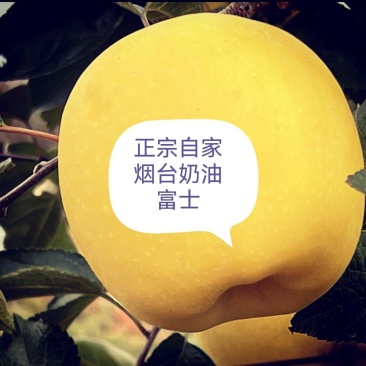 正宗烟台奶油富士，基地现货直发量大从优价格实惠