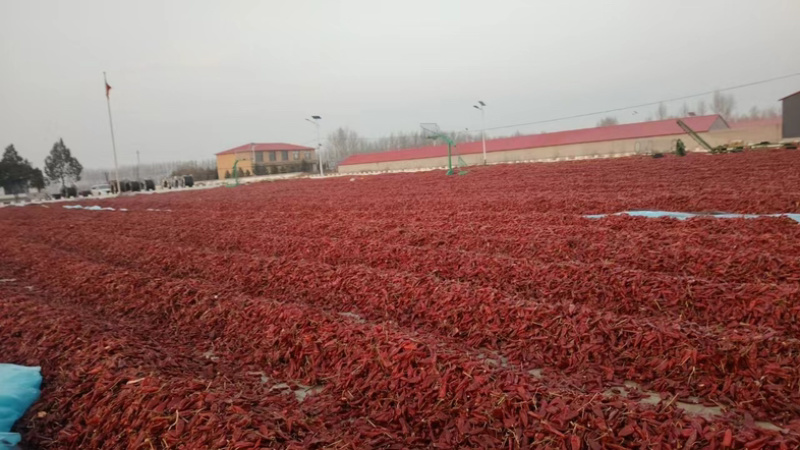 不辣的干辣椒不辣辣椒面红油上色辣椒粉韩式辣椒面北京红板椒