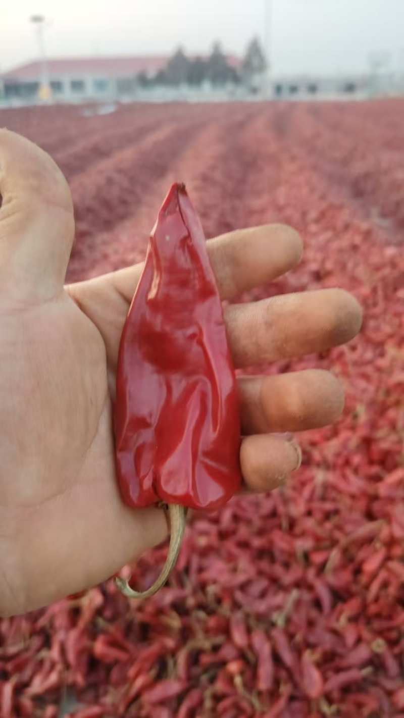 不辣的干辣椒不辣辣椒面红油上色辣椒粉韩式辣椒面北京红板椒