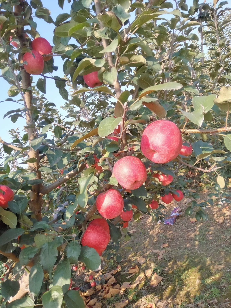 瑞香红，瑞阳苹果