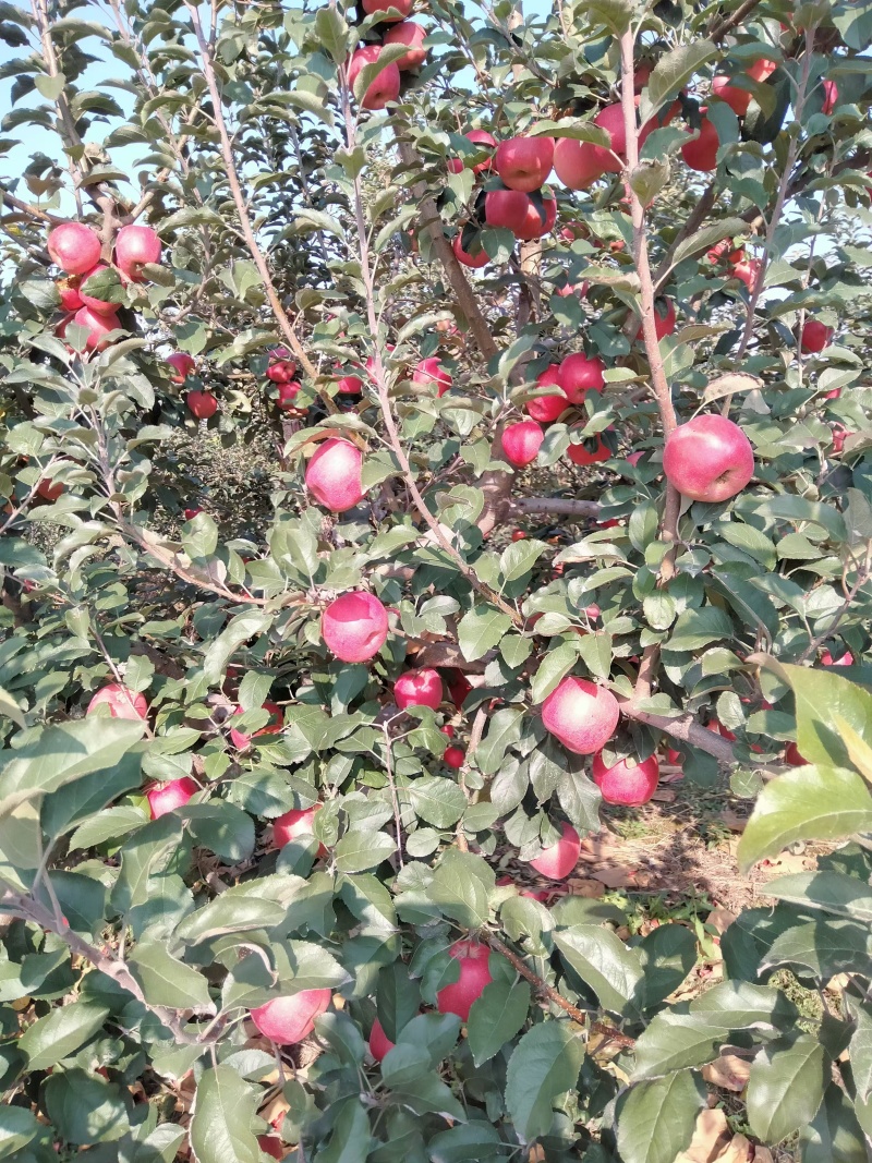 瑞香红，瑞阳苹果