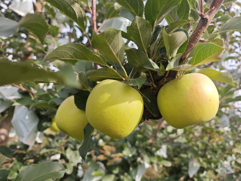 瑞香红，瑞阳苹果
