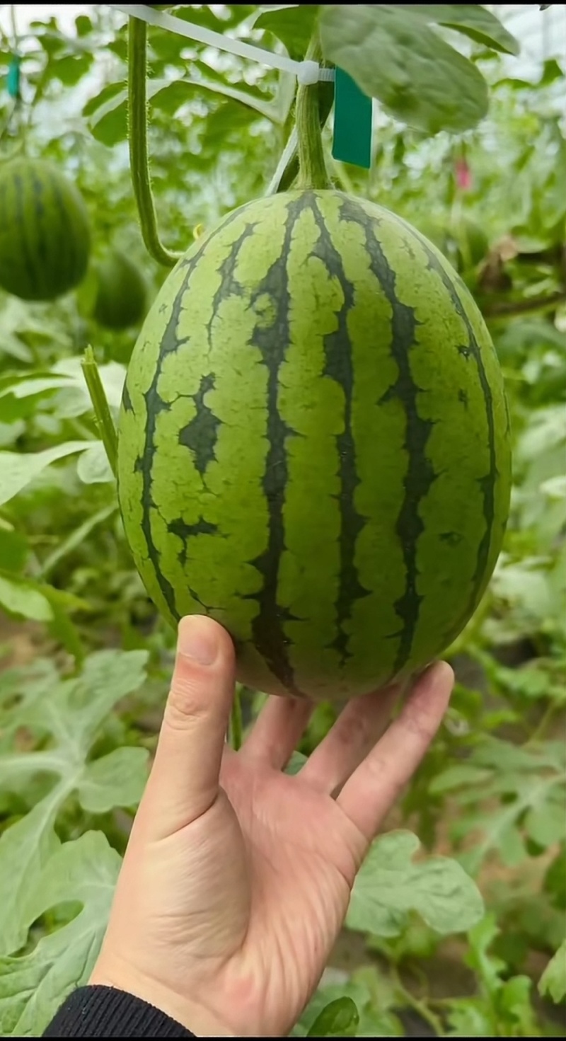 2K冰糖子礼品西瓜嫁接苗糖度高口感好基地直发