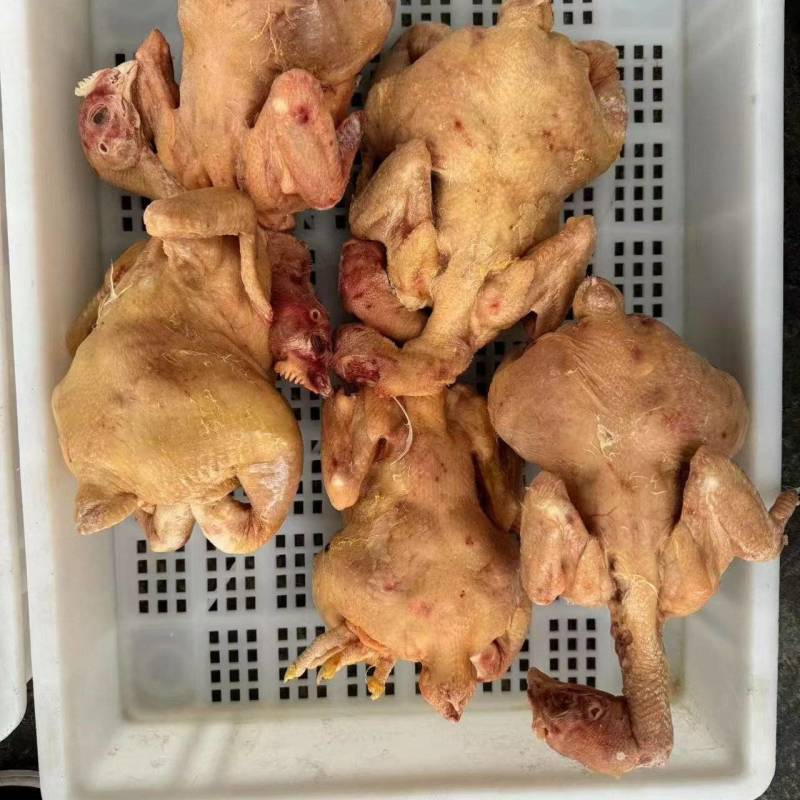 二级肉食鸡，单只4-5斤，去内脏，20公斤一袋10吨