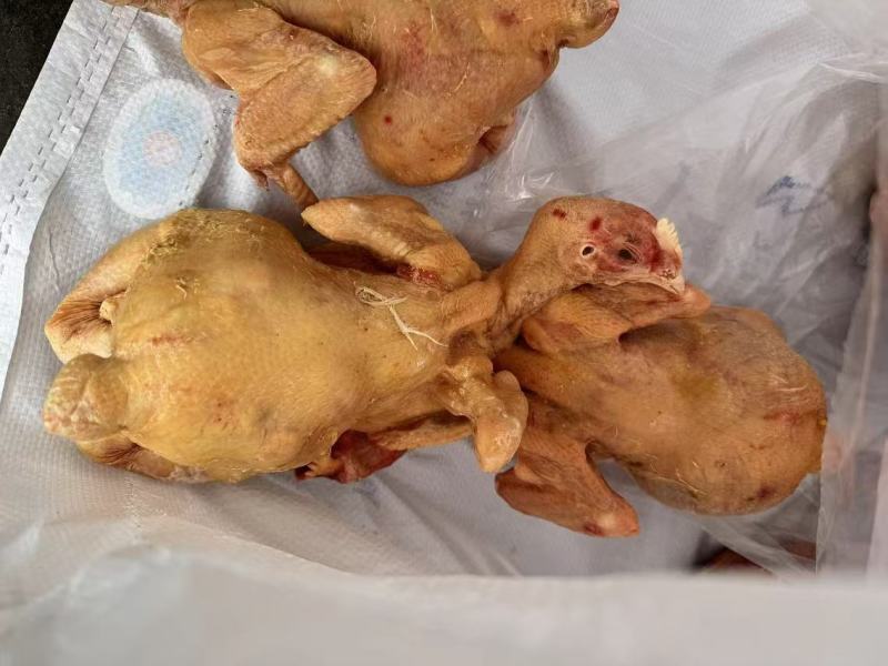 二级肉食鸡，单只4-5斤，去内脏，20公斤一袋10吨