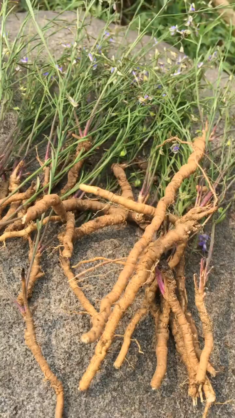 远志，全远志，非筒肉，可根据您需求做规格，量大价格可谈。