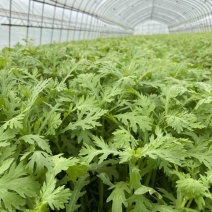 精品茼蒿大量上市