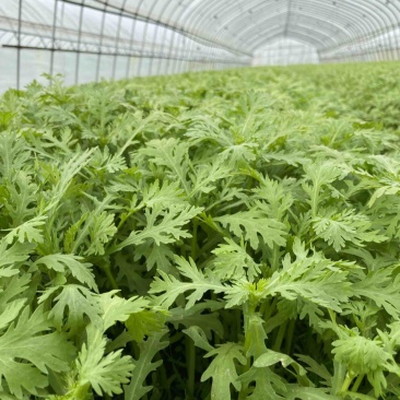 精品茼蒿大量上市