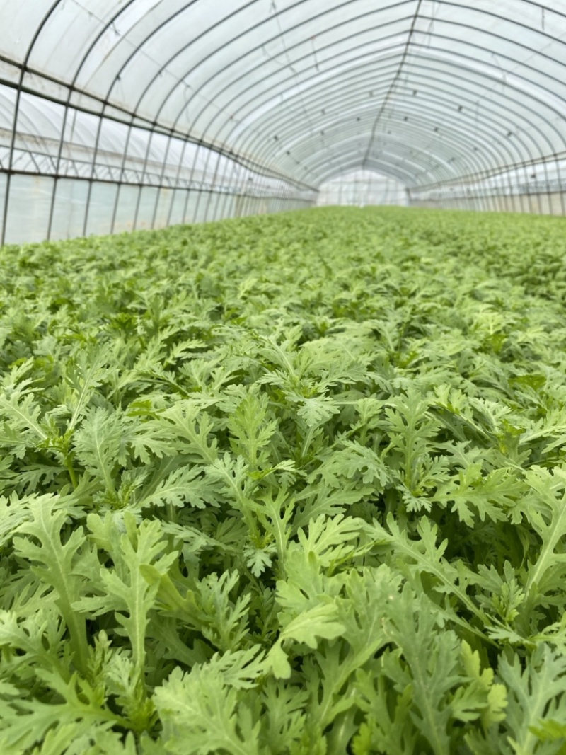 精品茼蒿大量上市