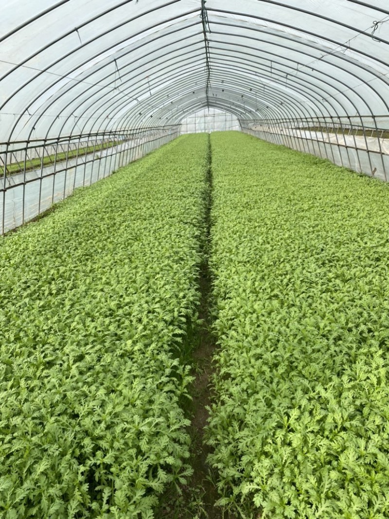 精品茼蒿大量上市
