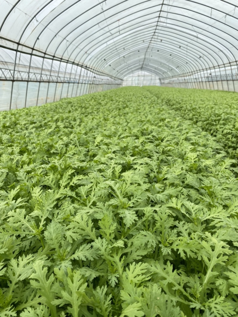 精品茼蒿大量上市