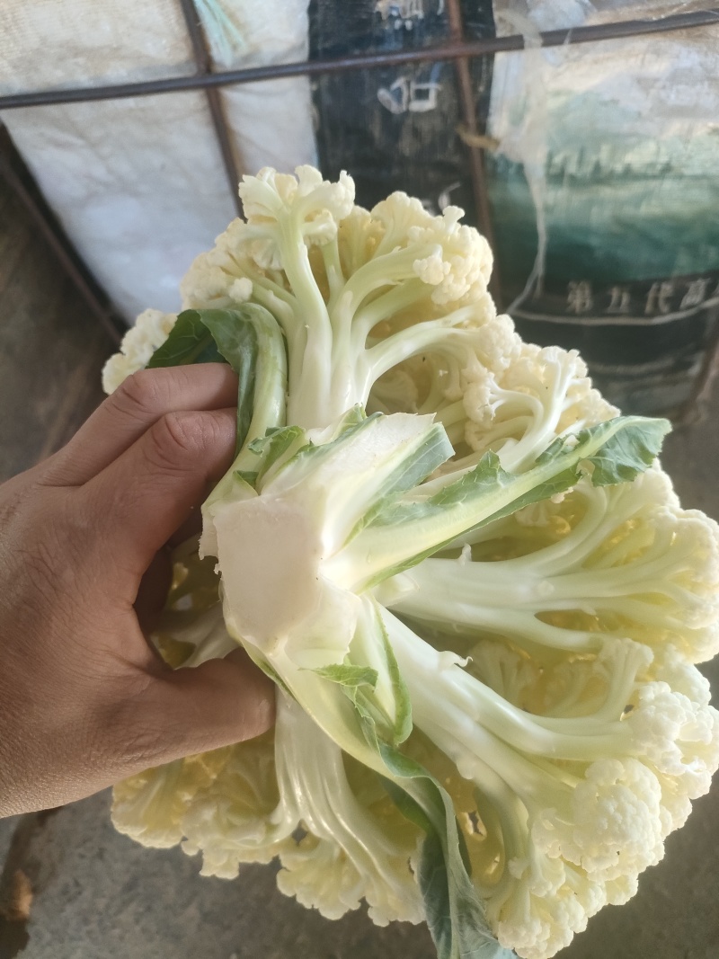 福建南平有机花菜万亩产地开始预售欢迎咨询