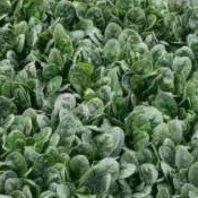 大叶波菜量大需要老板请联系，