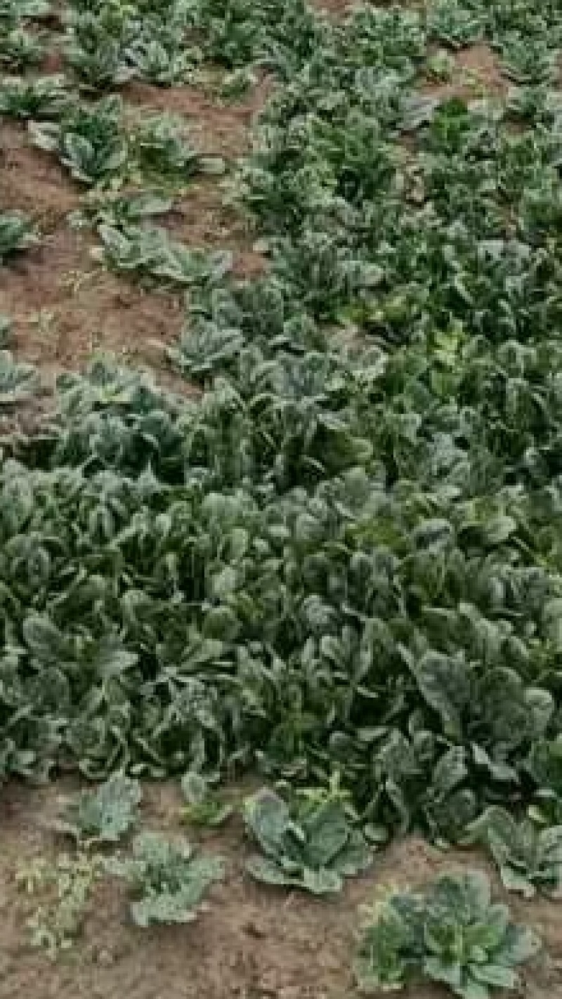 大叶波菜量大需要老板请联系，