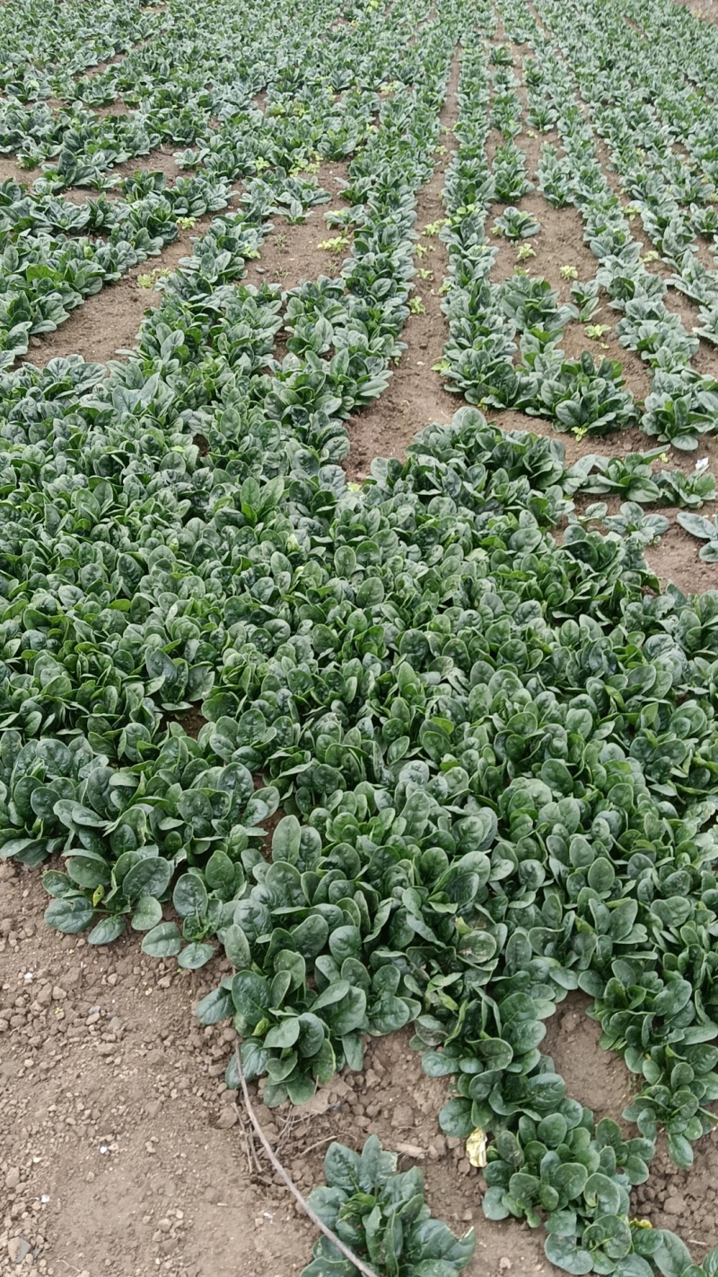 大叶波菜量大需要老板请联系，