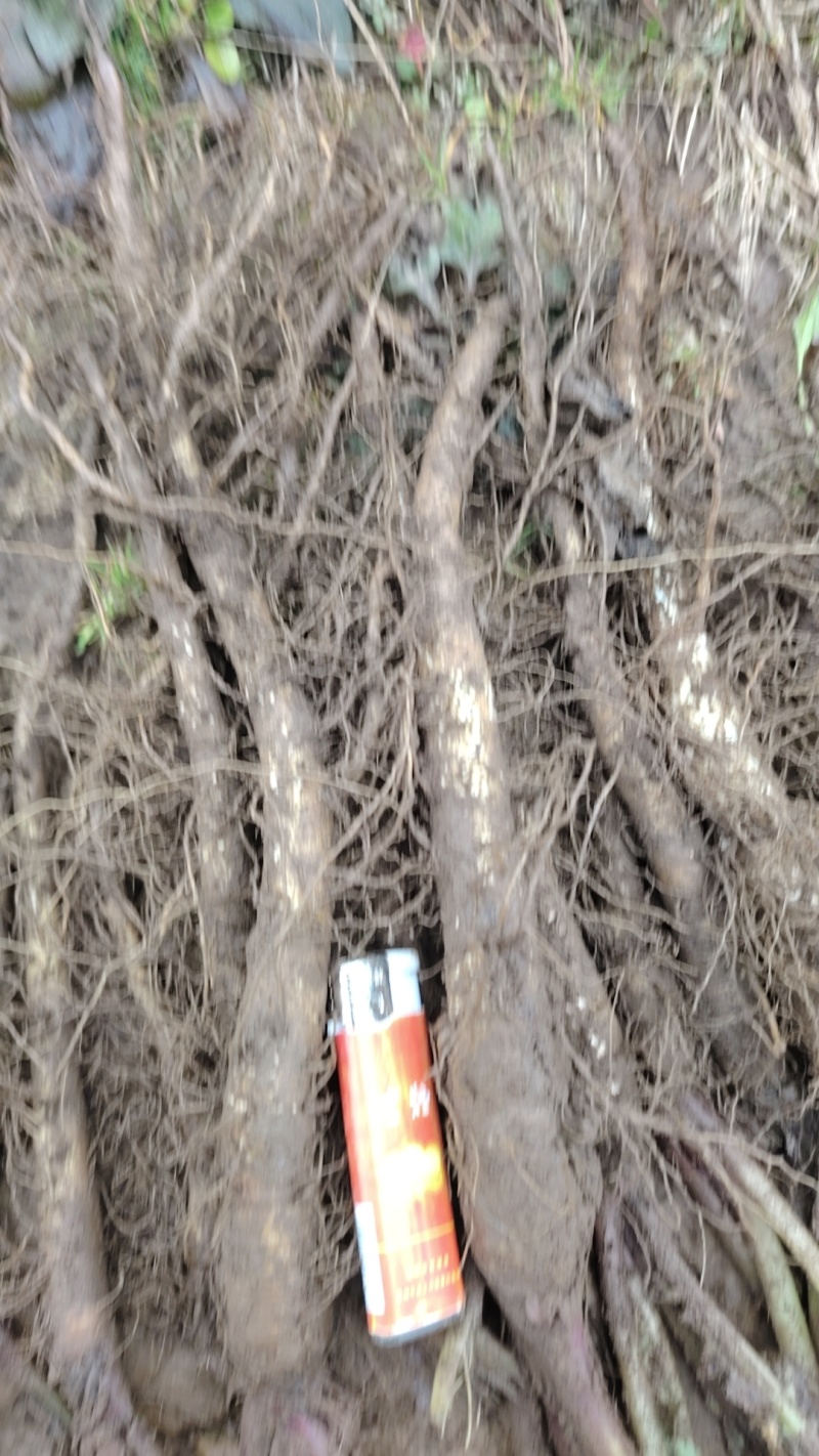 大量木香苗岀售需要的联系。