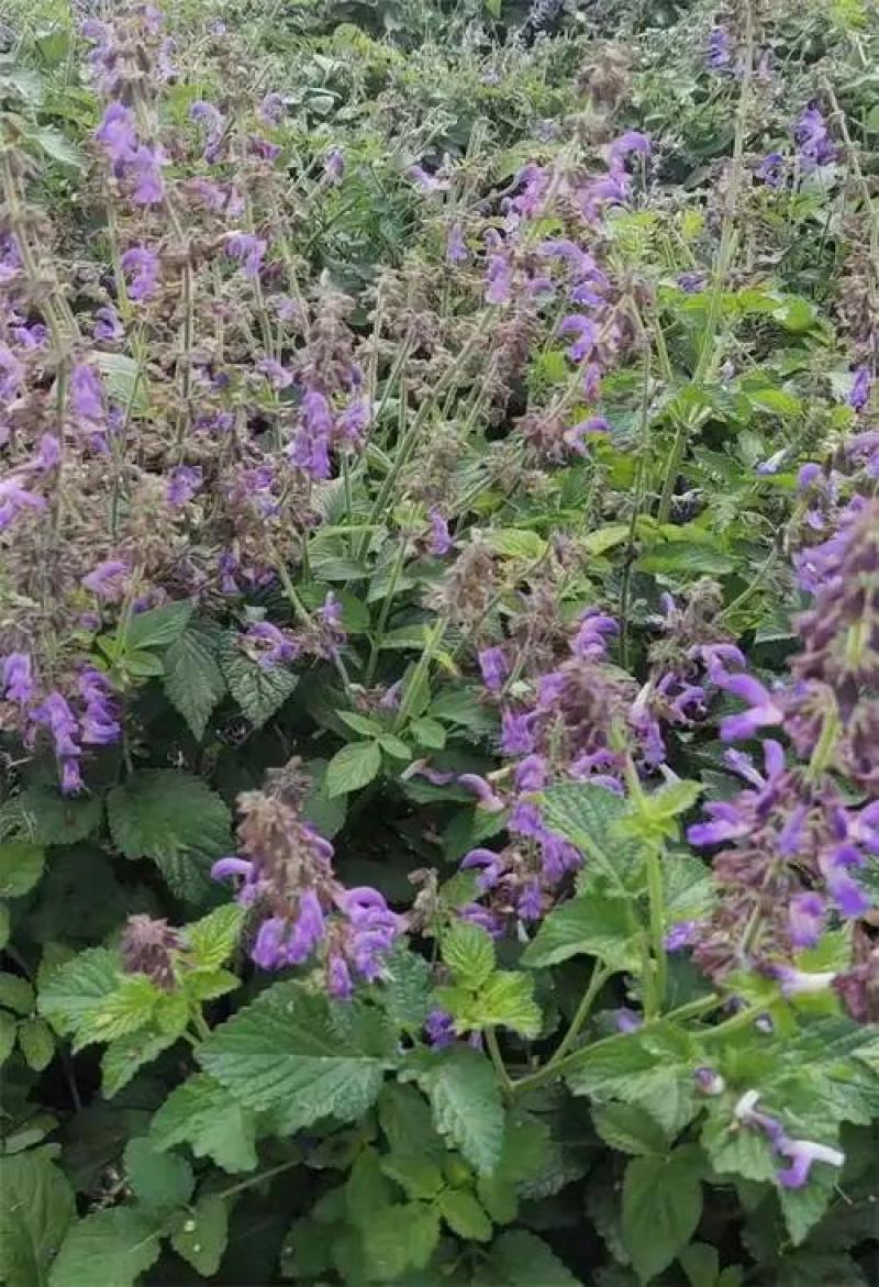 紫花丹参新货，干货，量大价格可谈，可根据您需求做规格