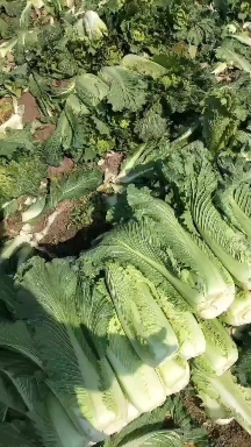 广西宾阳王灵镇竹筒青