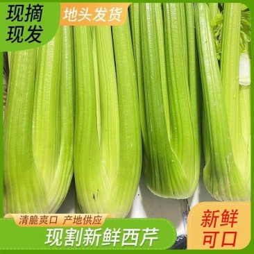 西芹山东西芹品质好价格低对接各地客商诚信经营欢迎致电对接