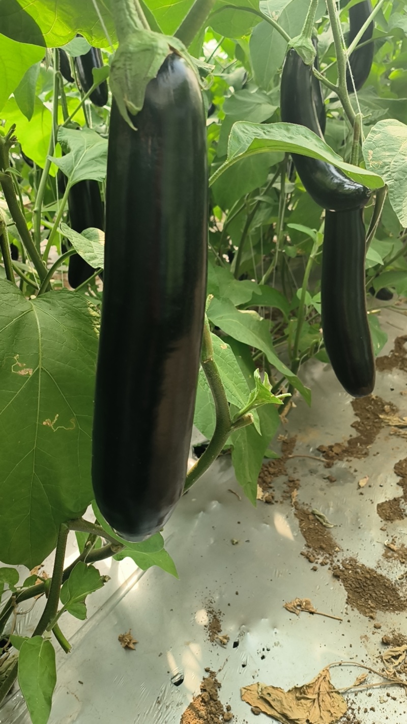 精品黑亮太空茄云南新鲜长茄产地直发量大从优欢迎来电